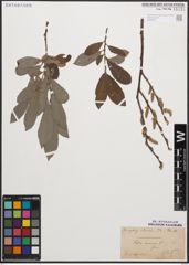Foto von Salix cinerea L.